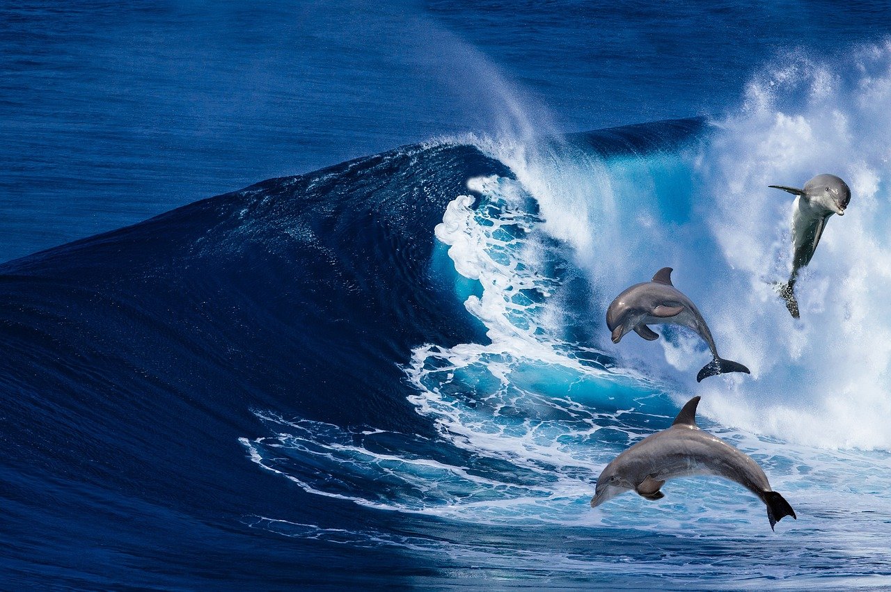Dolphins in the Surf